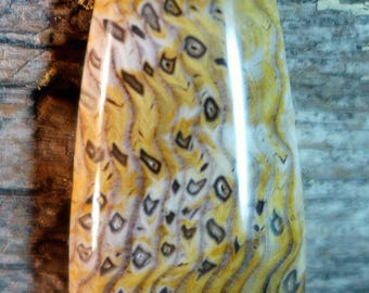 Hells Canyon Petrified Wood Cabochons