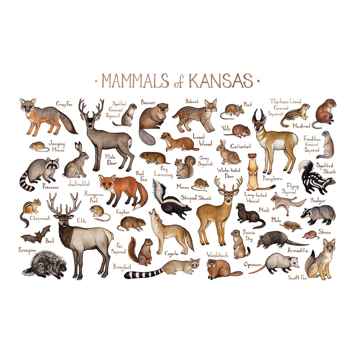 Kansas Mammals Field Guide Art Print / Animals of Kansas