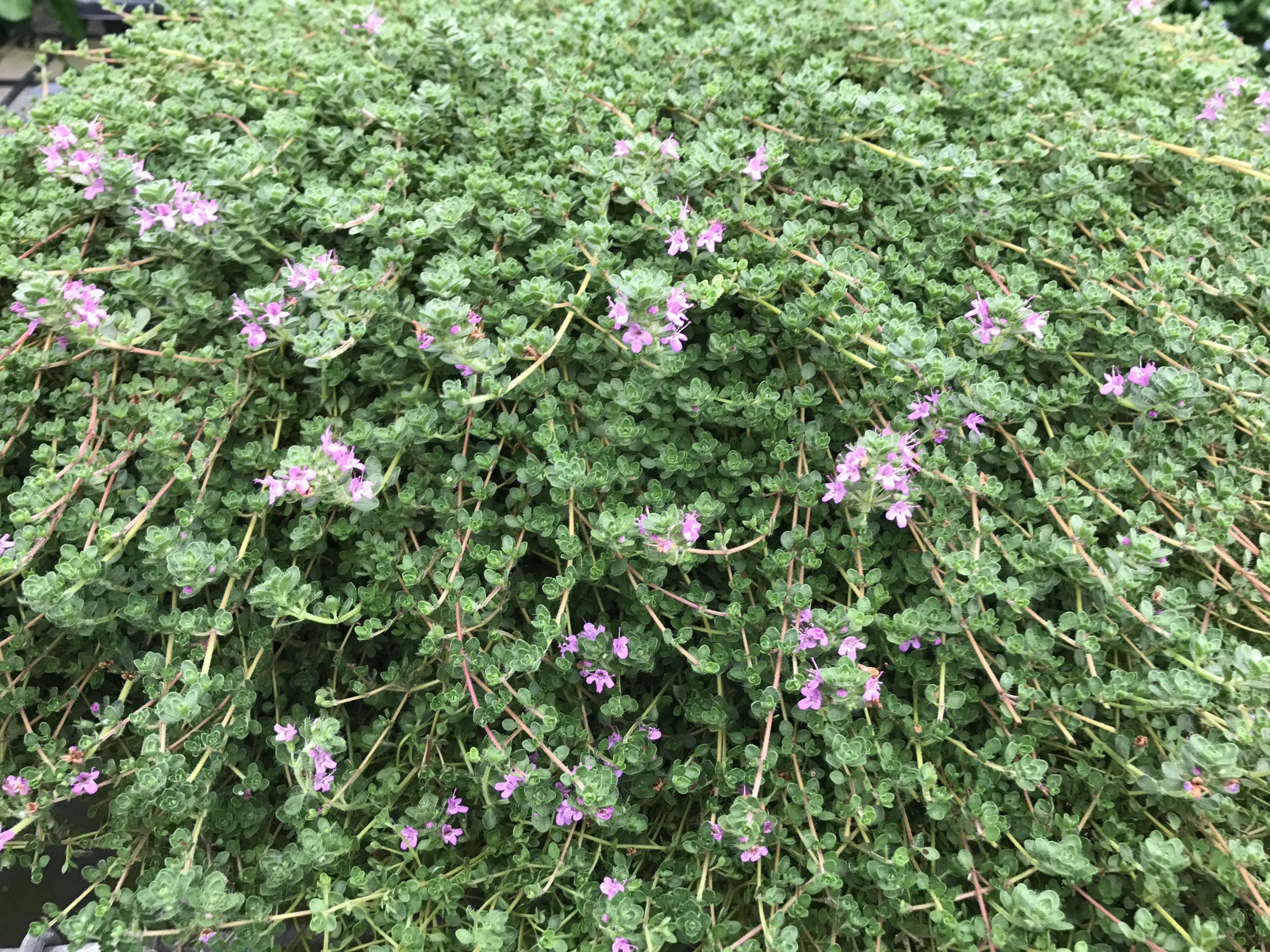 Pink Chintz Thyme Live Thyme Plant Great Groundcover Thyme