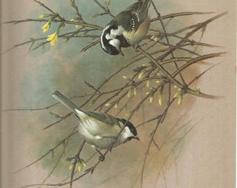 1965 beautiful march tit and coal tit signed bird print by basil ede vintage bird print antique wall decor.
