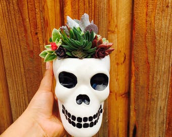 Skull Planter Halloween decor Skull succulents office plant gift for teacher gift succulent gift box succulent plant Hanging succulent