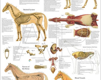 Horse Head Anatomy Poster Horse Illustration Print