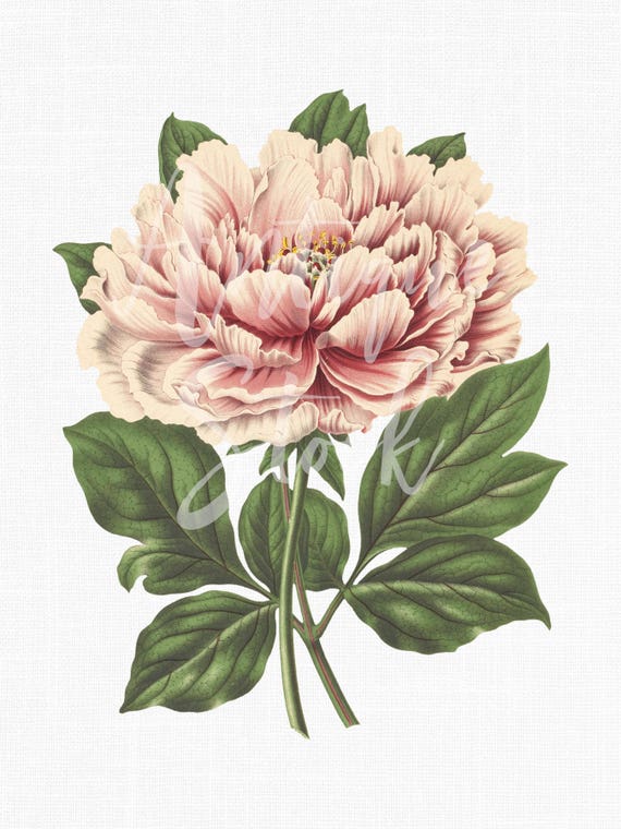 Peony Flower 'Pink Tree Peony' Botanical Illustration