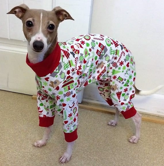Pajamas for dogs. Italian Greyhound Pajamas. Pet Pajamas.