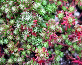 Sedum lydium, Stonecrop for Miniature Garden, Fairy Garden