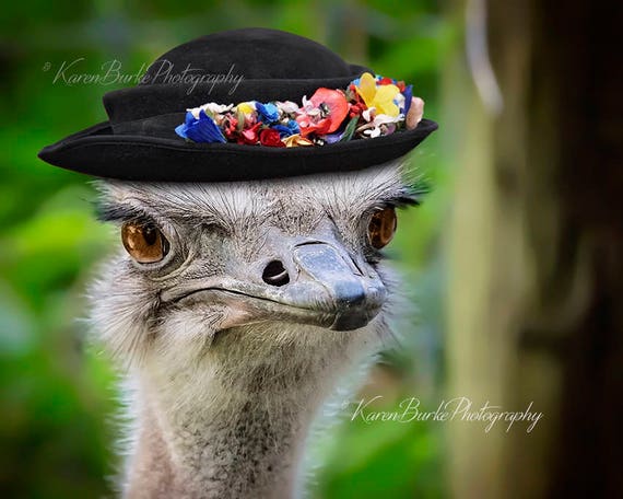 Funny Ostrich Photography Print Angry Bird Whimsical