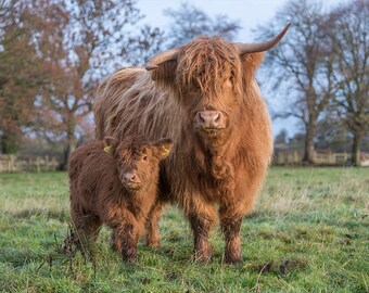 Highland Cows Postcard Fluffy Sisters Highland Calves Farm