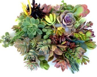50 succulent cuttings succulent clippings mixed succulent clippings succulent kit succulent plant cuttings