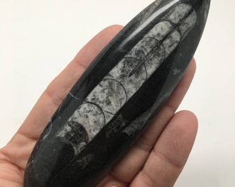 ON SALE 63.5 Grams, 4.6" x 1.35" Hand Polished Fossils Orthoceras (straight horn) SQUID , Mf386
