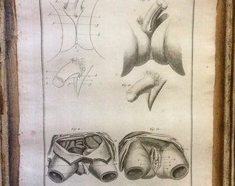 Authentic original Antique Print. HERMAPHRODITE. Sexuality. SEX ORGAN.-Pl. 3-Denis Diderot-1751. The Encyclopedia. Cabinet de curiosités