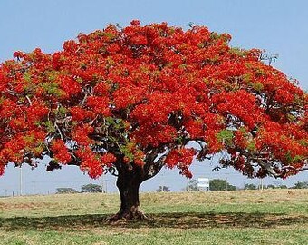 25 Seeds Delonix regia , Flame Tree, Royal Poinciana, Flamboyant Tree