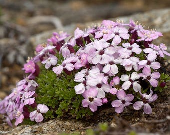 20 Silene acaulis Seeds, moss campion or cushion pink