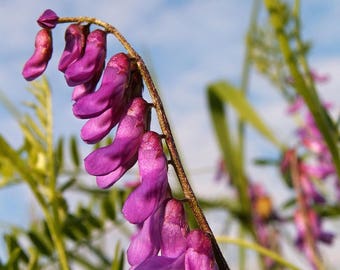 Purple Vetch Wildflowers, Pretty Dried Flowers, Card Making, Flowers for Art, Unique Flowers, Purple Flowers