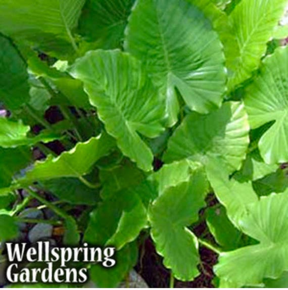 Alocasia gagaena California Elephant Ear Tropical garden