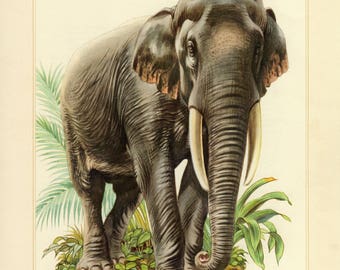 Vintage lithograph of the Asian elephant from 1956