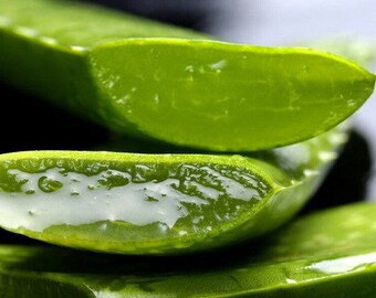 Organic Aloe Vera Gel / Healing / Soothing / Sunburn Relief / Humectant / Plant / Succulent / Calms Irritated Skin / Dehydrated Skin / Gel /