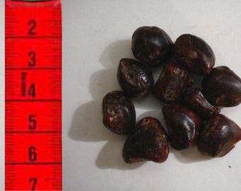 10 plant tamarind beads drilled for crafts