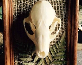 Mounted Raccoon Skull