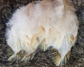 Natural Speckled Dusty Ivory Rooster Plumage Feathers - Lot of 75