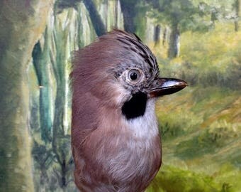 ON SALE Vintage Taxidermy Bird Jay Magpie