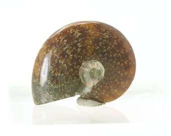 AMAZING Quality! REAL Ammonite, from the Cretaceous- AMMONITE Fossil - Nautilus Cephalopod Shell - Display Fossil - Opalized