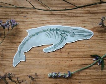 Whale Sticker | Fish Stickers | Planner | Diary | Animal | Laptop | Wall | Anatomy Art | Vinyl | Skeleton | Ocean | Decal | Sea Ichthyology