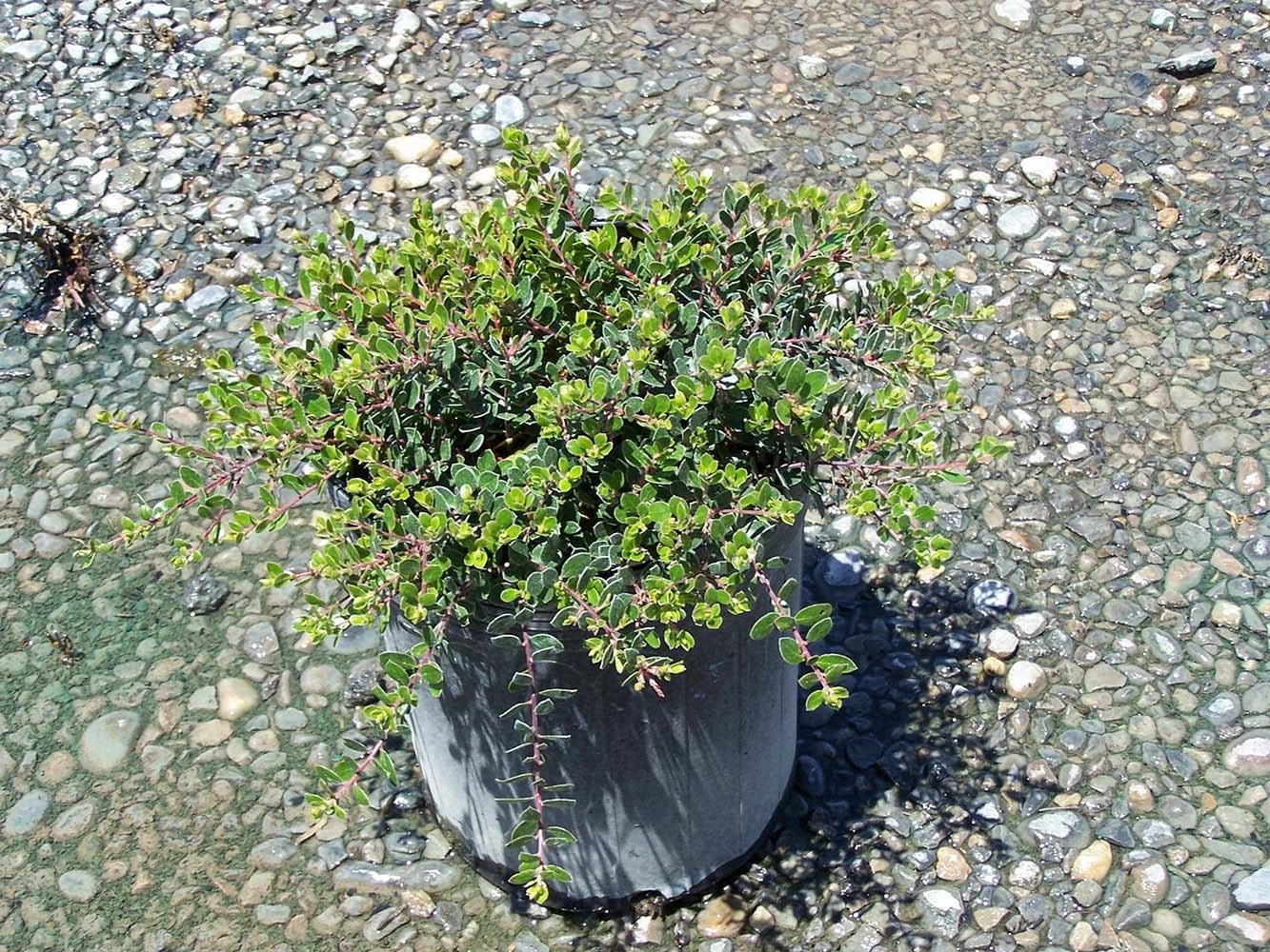 LIVE Trailing Manzanita aka Arctostaphylos 'Emerald Carpet' Live Plant