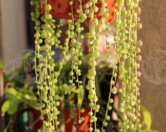 4 cuttings String of Pearl Succulent-Senecio Succulent Cactus Live Plant