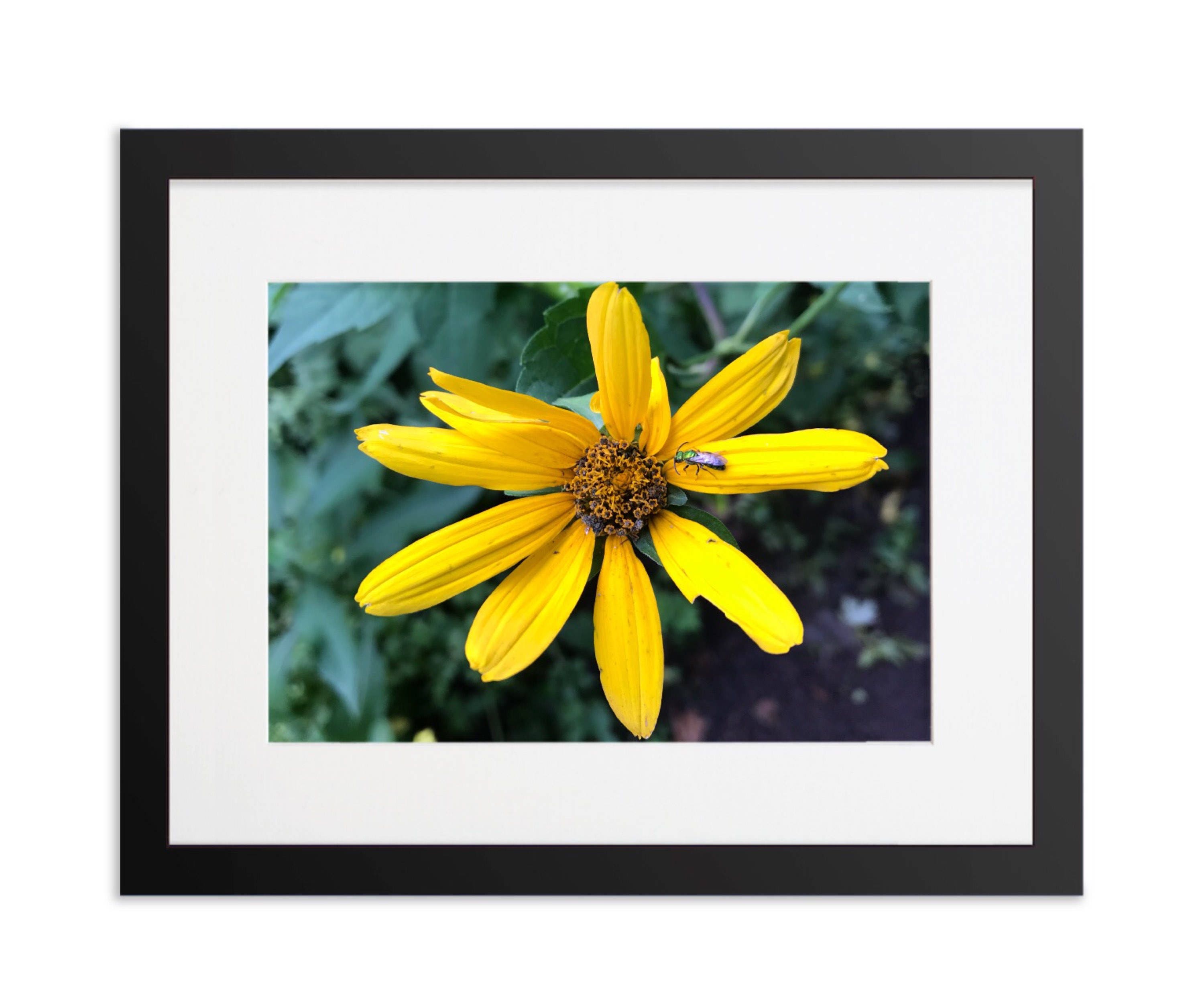 Yellow Flower Framed Print