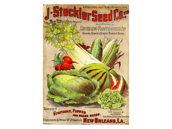 Antique Seed Catalog Print 1896 5 X 7 Wall Art