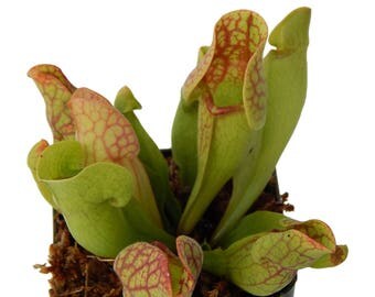 Pitcher Plant Sarracenia 'Purpurea Venosa' Carnivorous Plant / Free Shipping