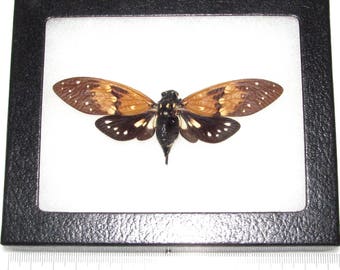 real framed cicada Ambragaeana ambra