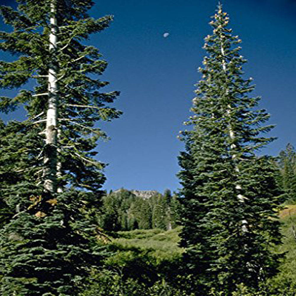 100 White Fir Tree Seeds, Abies Concolor Lowiana from on
