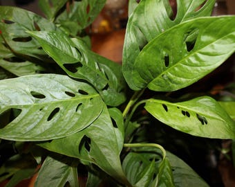 Monstera Adansonii "Swiss Cheese" Plant- Hard to Find Beautiful houseplant, 3 well established plants in 4x5 deep pot
