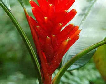 Musa Coccinea-Scarlet Banana * Seeds