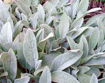 Lamb's Ear Organic Lamb's Ears Seeds Beautiful and