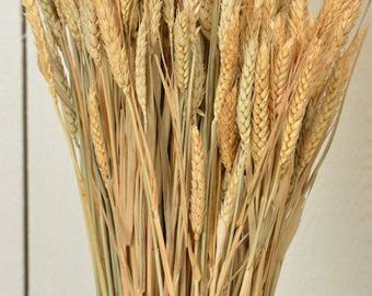 Rye Stalks | Rye Bundle | Rye Shocks | Dried Decor | Natural Decorations