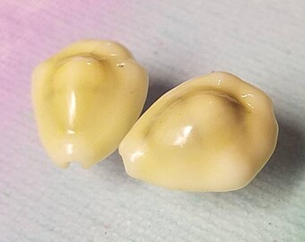 Money Cowrie shell earrings
