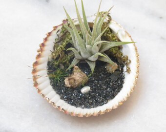 Sea Shell with Air Plant, Mini Beach Scape with Air Plant, Beach Decor, Air Plants, Beach Scene, Bathroom Decor, Gift Idea