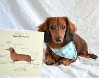 Anatomy Of A Dachshund Card