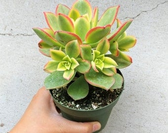 Aeonium Kiwi Succulents Plant Aeonium Haworthii Rare Succulents Succulent Aeonium Succulent Planter Succulent Flowers