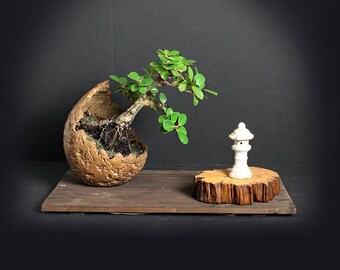 Green island fig bonsai tree, Fall'17 "Fig Collection" from LiveBonsaiTree