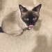 scoooby9771
