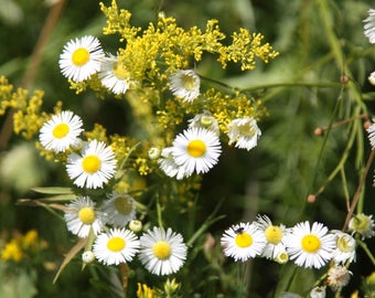 CHAMOMILE Live Plants - Groundcover Live Plant