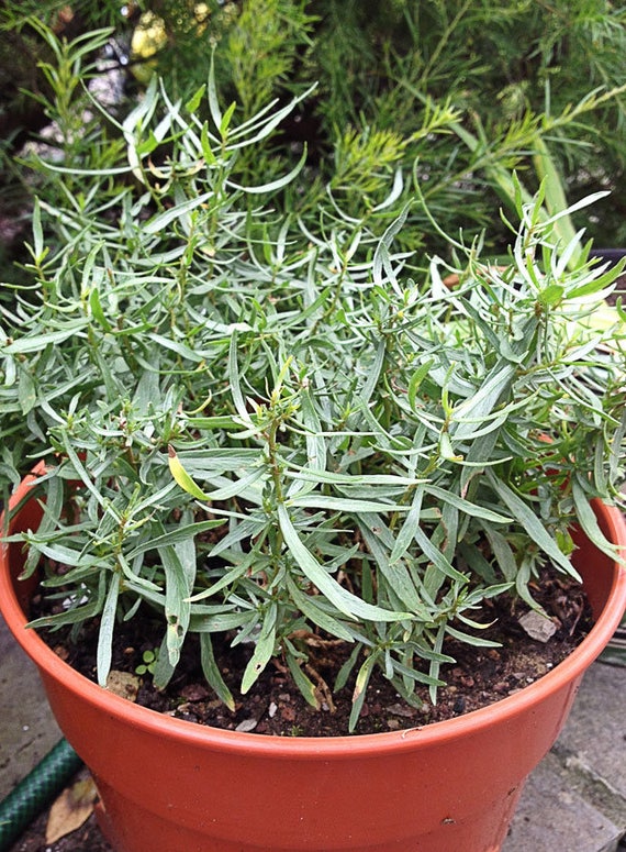 LIVE TARRAGON (French) Live Plant 4 Live Plants Fit 3.5" Pot from