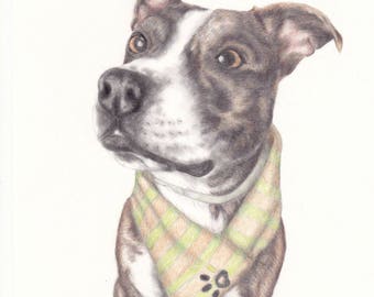 Pet Portrait, hand drawn pet portrait, pencil drawing, custom portrait, custom pet portrait, animal drawing, custom drawing, custom art, art
