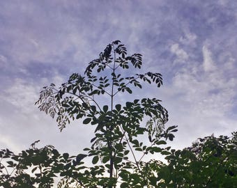 Moringa Oleifera (Live Plant)