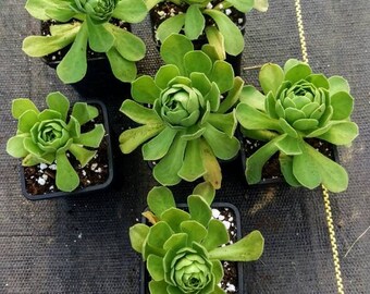 Aeonium Green Succulent Starter Plant Shipped Bare Root