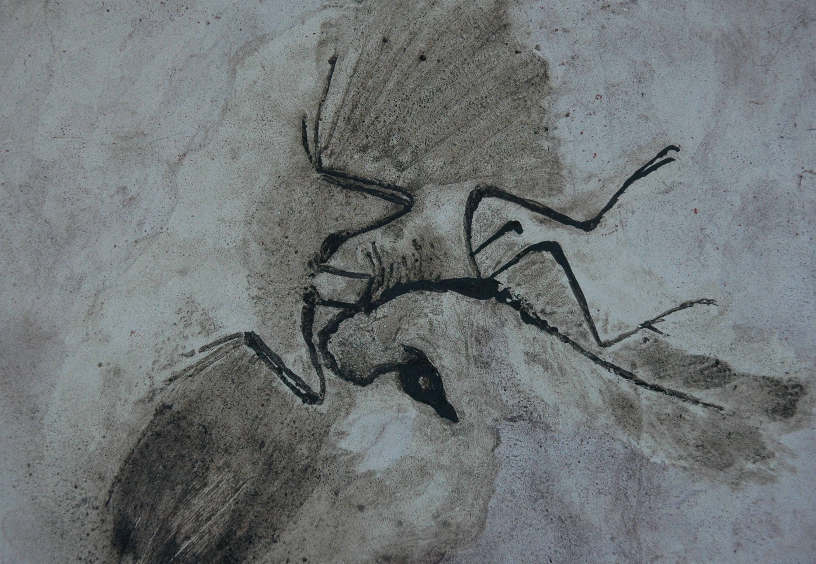 fossil bird archaeopteryx