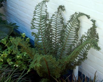 Jumbo Ostrich Fern Matteuccia struthiopteris 'The King'